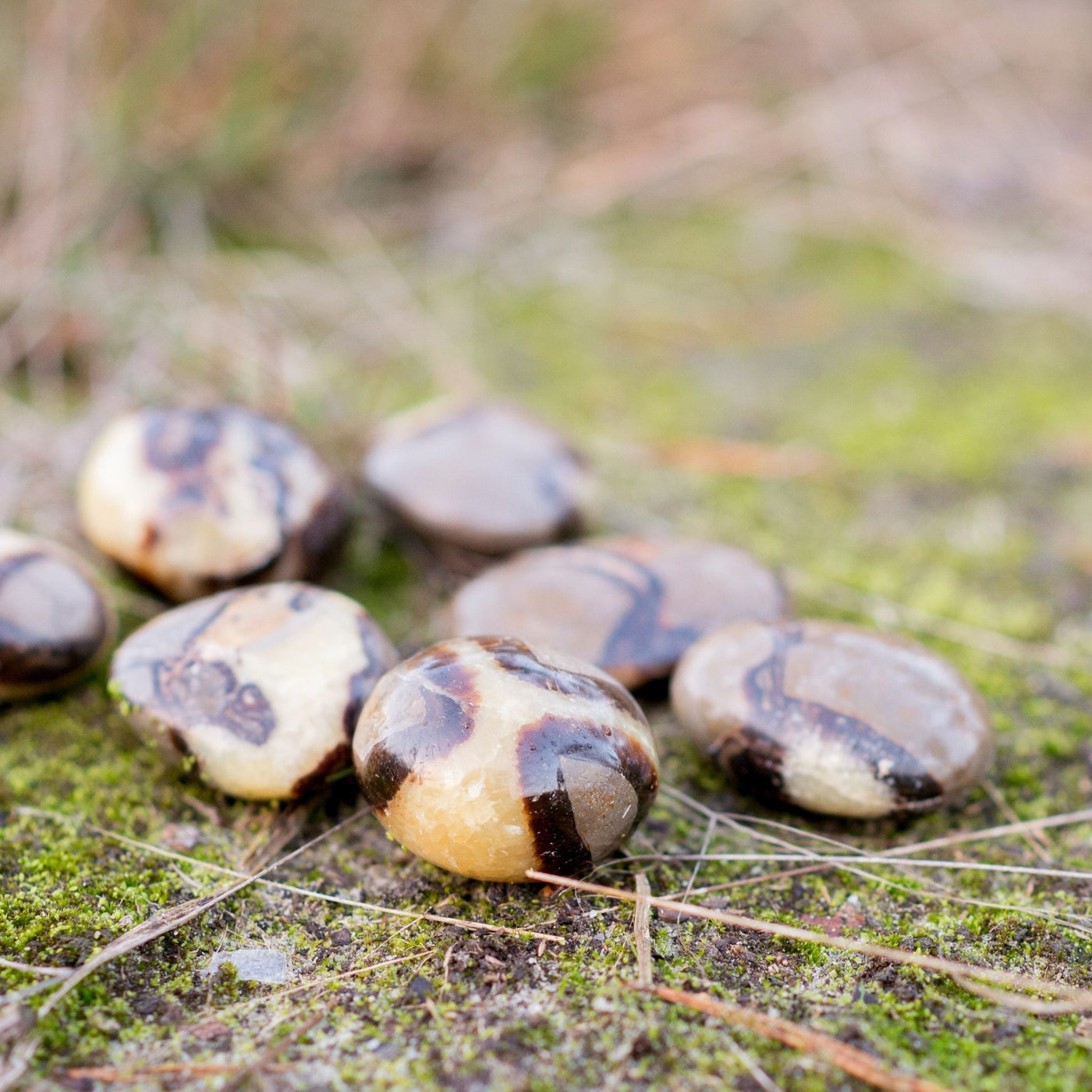 Septarian (draksten)