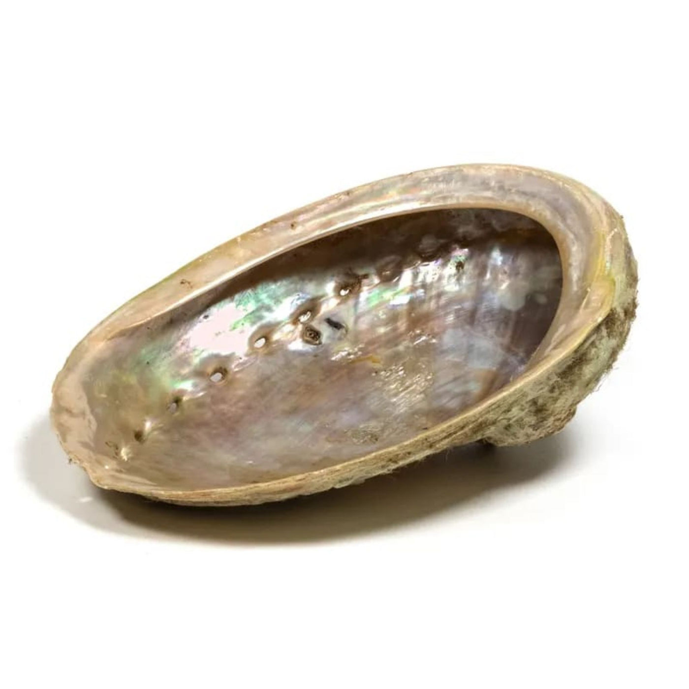 Abalone-snäcka för smudging etc (abalone skal)